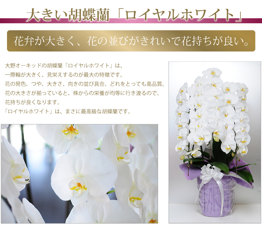 大野オーキッド胡蝶蘭 3本立 白 5l 花工房エーデルワイス