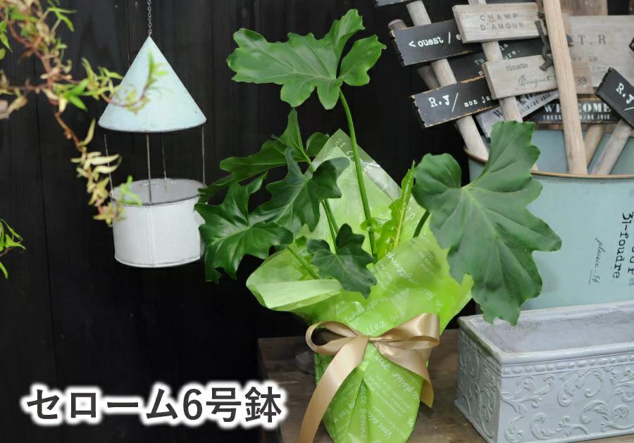 観葉植物セローム6号鉢