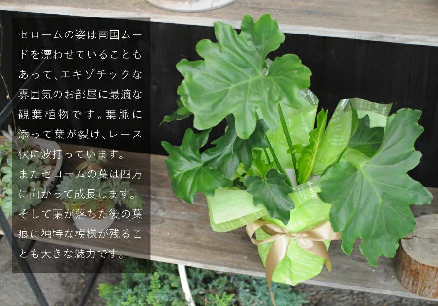 観葉植物セローム6号鉢