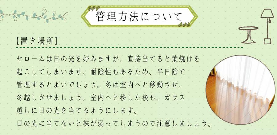 観葉植物セローム6号鉢
