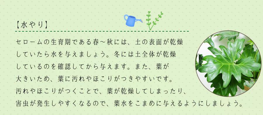 観葉植物セローム6号鉢