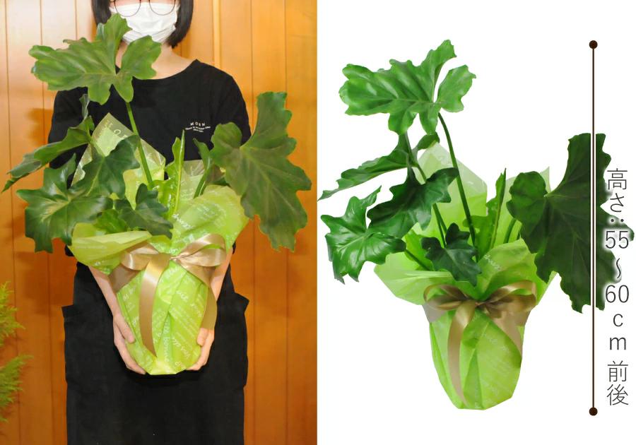 観葉植物セローム6号鉢