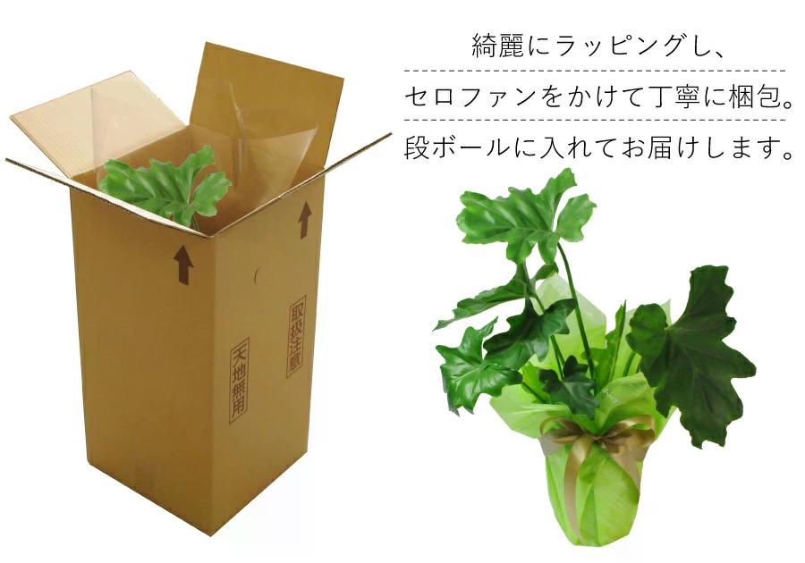 観葉植物セローム6号鉢