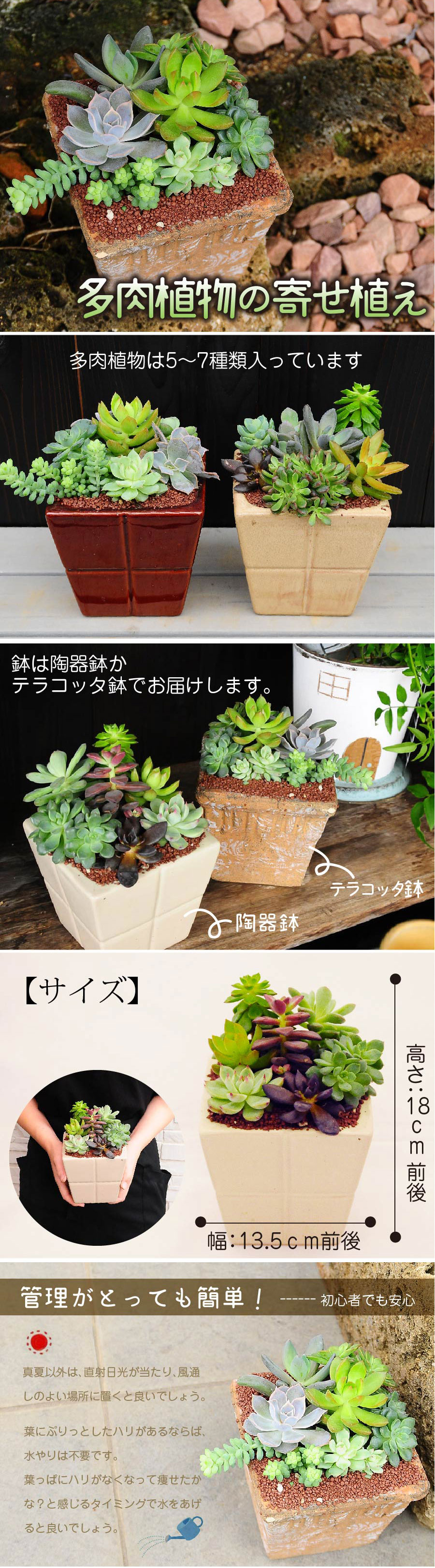 多肉植物 寄せ植え