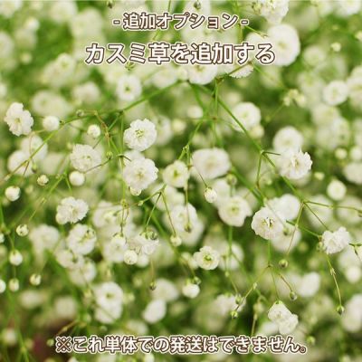 追加オプション】 カスミ草(かすみ草) 花束などへの追加用 追加オプション】 カスミ草(かすみ草) 花束などへの追加用