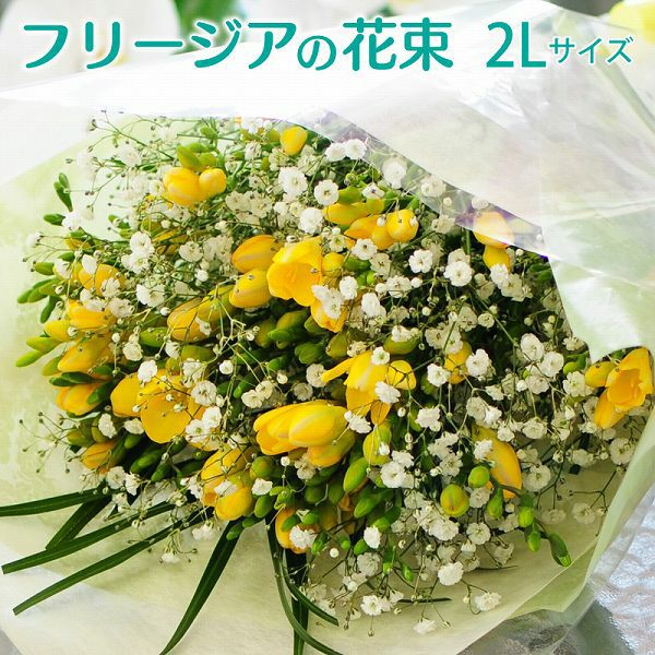 色鮮やかな黄色に甘酸っぱさのある香り
  
  フリージアの花束 2Lサイズ