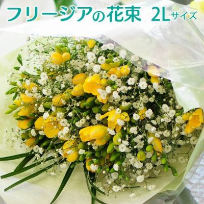 フリージアの花束 2lサイズ 花工房エーデルワイス