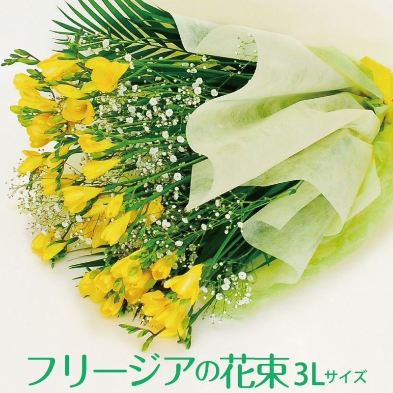 色鮮やかな黄色に甘酸っぱさのある香り
  
  フリージアの花束 3Lサイズ