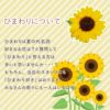 ひまわり　本数指定