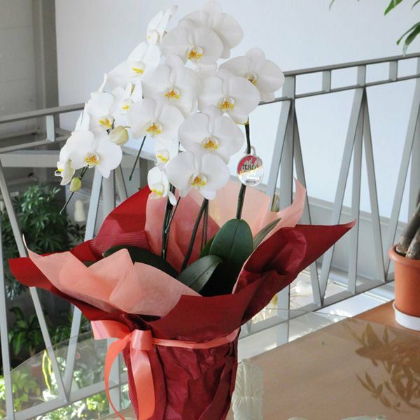 ミディ胡蝶蘭 ショコラティエ 3本立 | 花工房エーデルワイス
