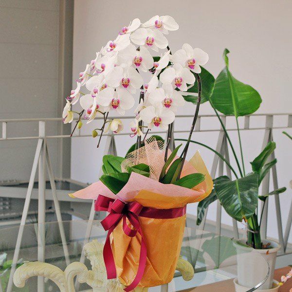 法人様へのお祝いギフトに最適 紅白で縁起が良いお色
  
  胡蝶蘭 3本立ち セミアルバ(赤リップ) Lサイズ