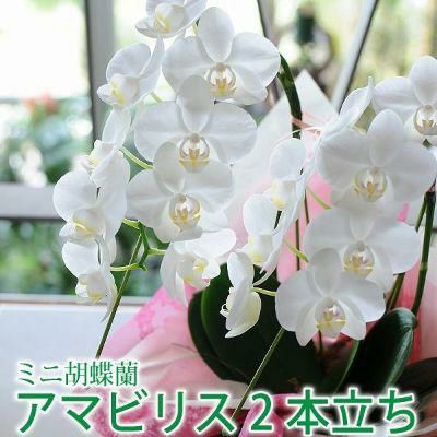 新築祝いに贈るお花 花工房エーデルワイス