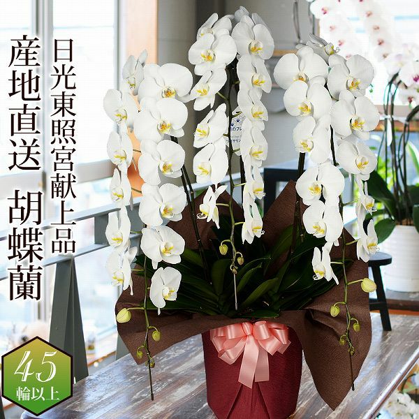 胡蝶蘭　ショコラティエ ミディ胡蝶蘭 ショコラティエ 3本立 | 花工房エーデルワイス