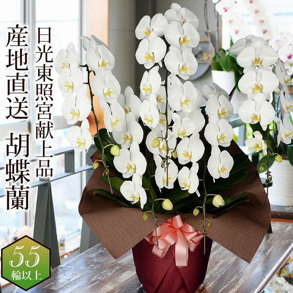 日光東照宮献上品として唯一認定された高級胡蝶蘭
  
  蘭のフレンズ 胡蝶蘭5本立 白 赤リップ ピンク 55輪以上 8号鉢 産地直送