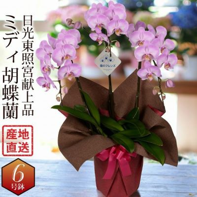 産地直送の胡蝶蘭 花工房エーデルワイス