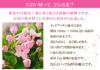 におい桜 5号鉢/敬老の日 花 鉢花/フラワーギフト