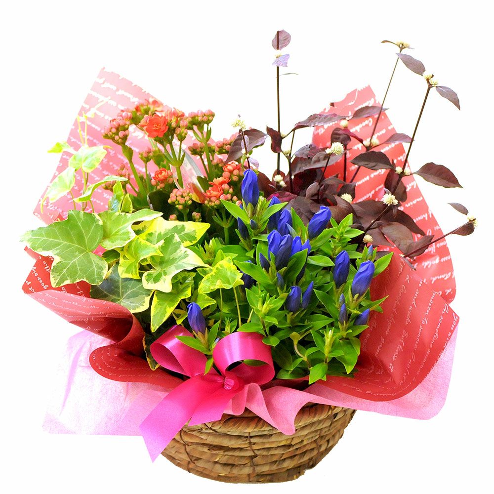 敬老の日 寄せ鉢ミックス