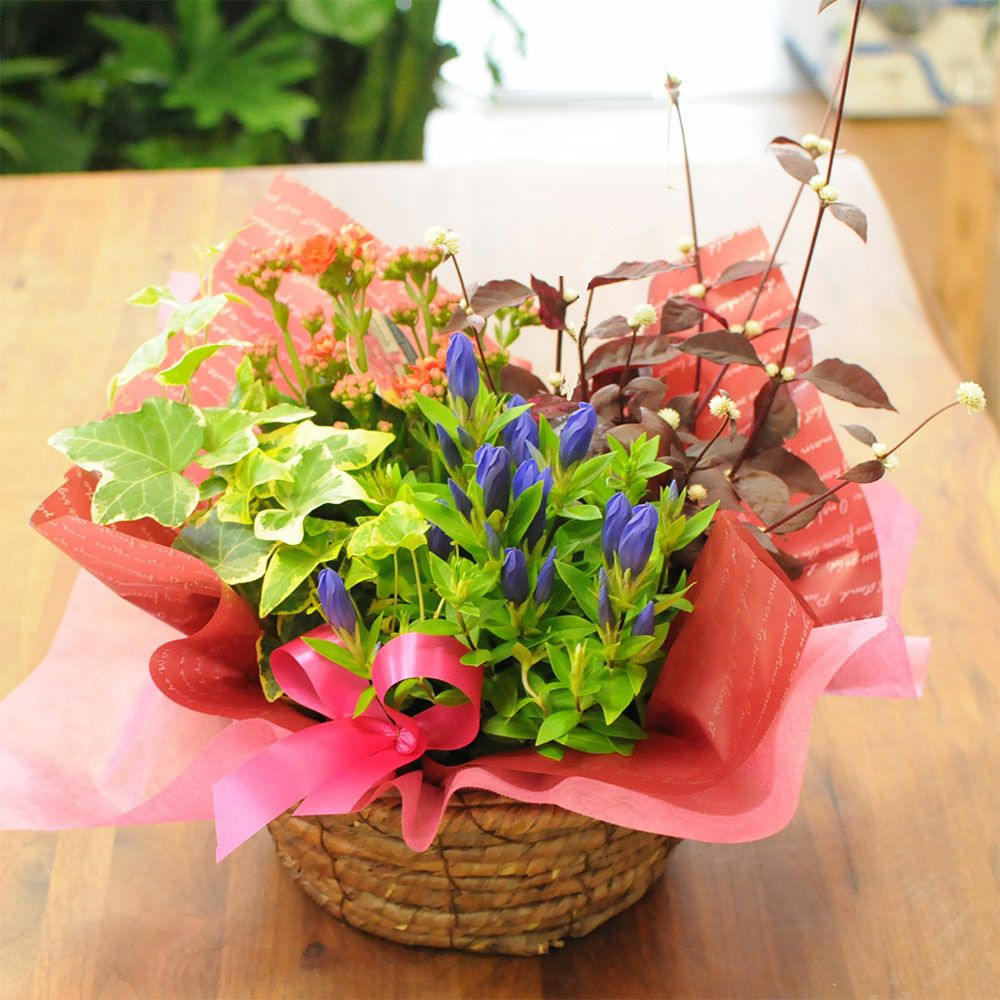 敬老の日 寄せ鉢ミックス