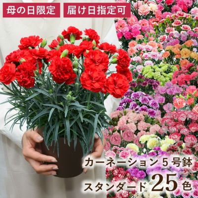ポインセチア 5号鉢 レッド系 班入りレッド | 花工房エーデルワイス