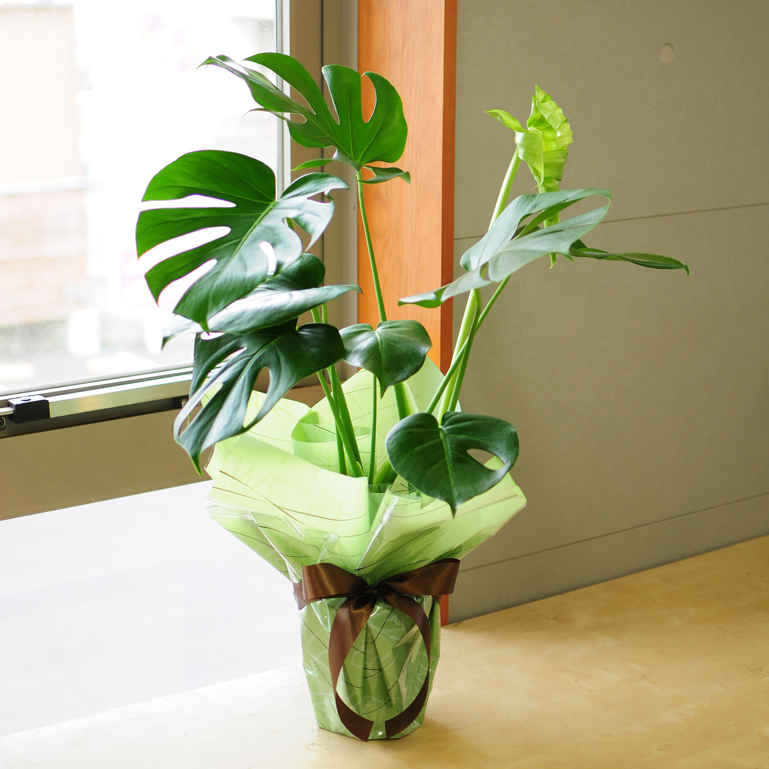  観葉植物 モンステラ6号鉢