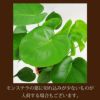  観葉植物 モンステラ6号鉢