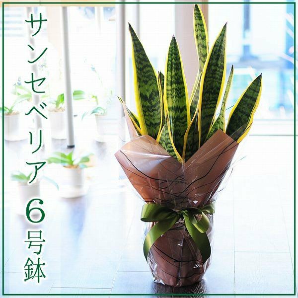 マイナスイオンで空気清浄効果があります
  
  観葉植物 サンスベリア サンセベリア ローレンチ 6号鉢