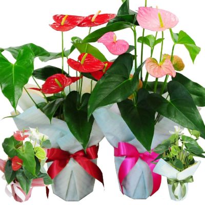 新築祝いに贈るお花 花工房エーデルワイス 新築祝いに贈るお花 花工房エーデルワイス