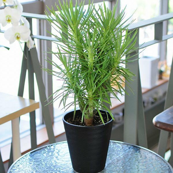 「幸福が訪れる」といわれている素敵な多肉植物
  
  産地直送 多肉植物 モンキーツリー セネシオ クレイニア 6号鉢