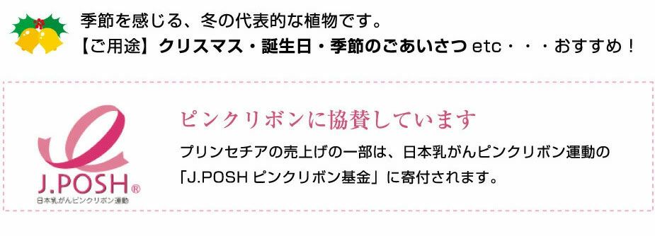 プリンセチア 5号鉢 ピンク系