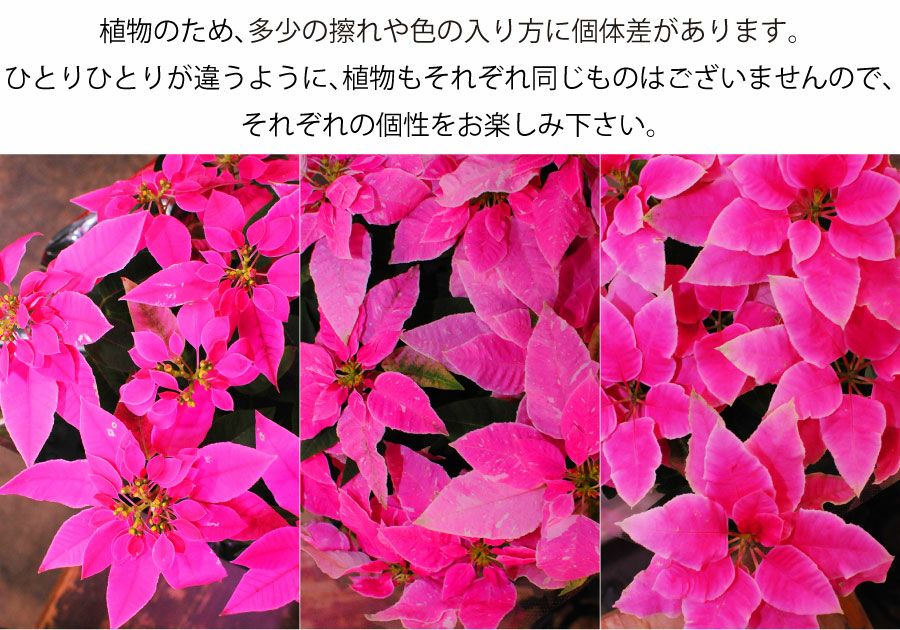 植物の個性をお楽しみください