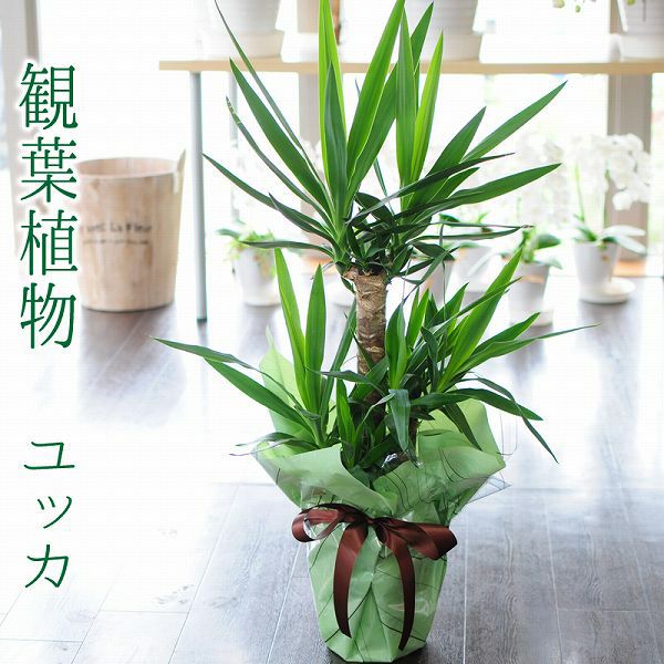 注文 ユッカ エレファンティペス 青年の木 耐寒 観葉植物