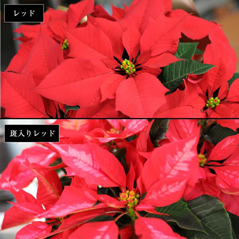ポインセチア 5号鉢 レッド系 班入りレッド