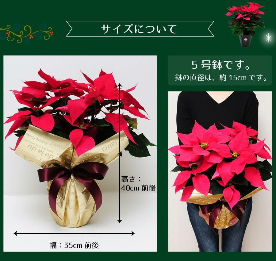 ポインセチア 5号鉢 レッド系 班入りレッド