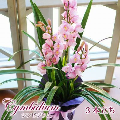 シンビジウム(シンビジューム) 4本立 ピンク系 | 花工房エーデルワイス