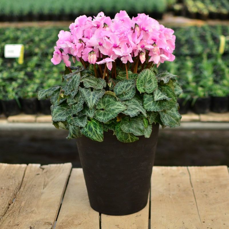 産地直送 シクラメン 8号鉢 お歳暮 帰省暮 8寸