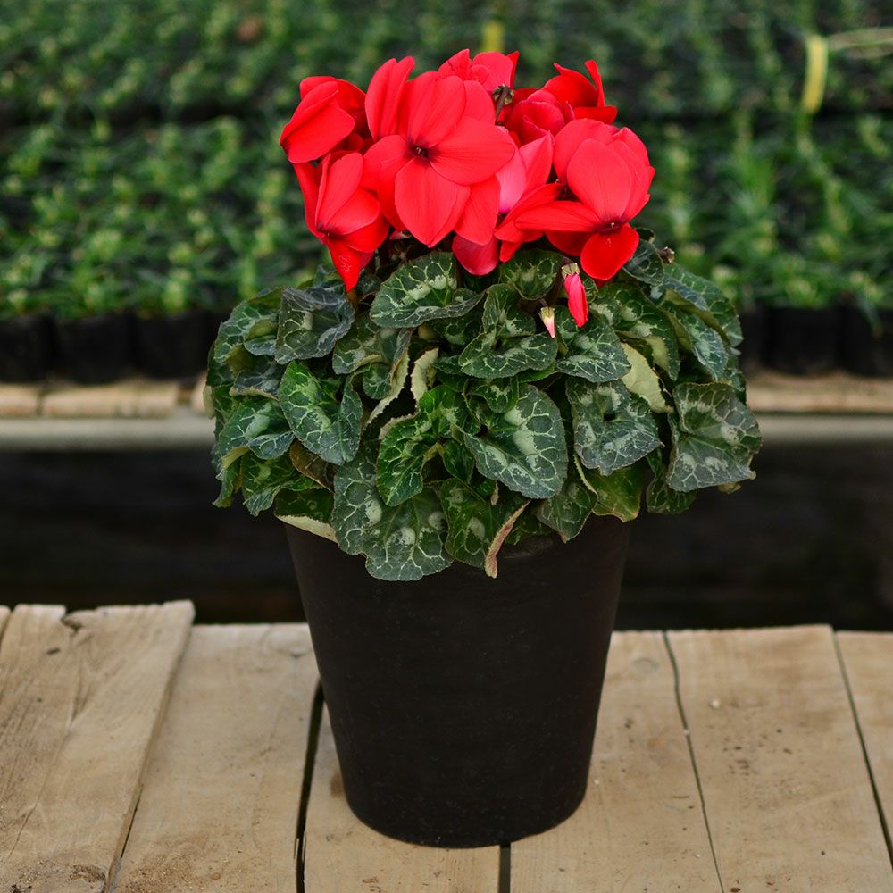 産地直送 シクラメン 8号鉢 お歳暮 帰省暮 8寸