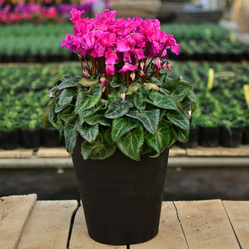 産地直送 シクラメン 8号鉢 お歳暮 帰省暮 8寸