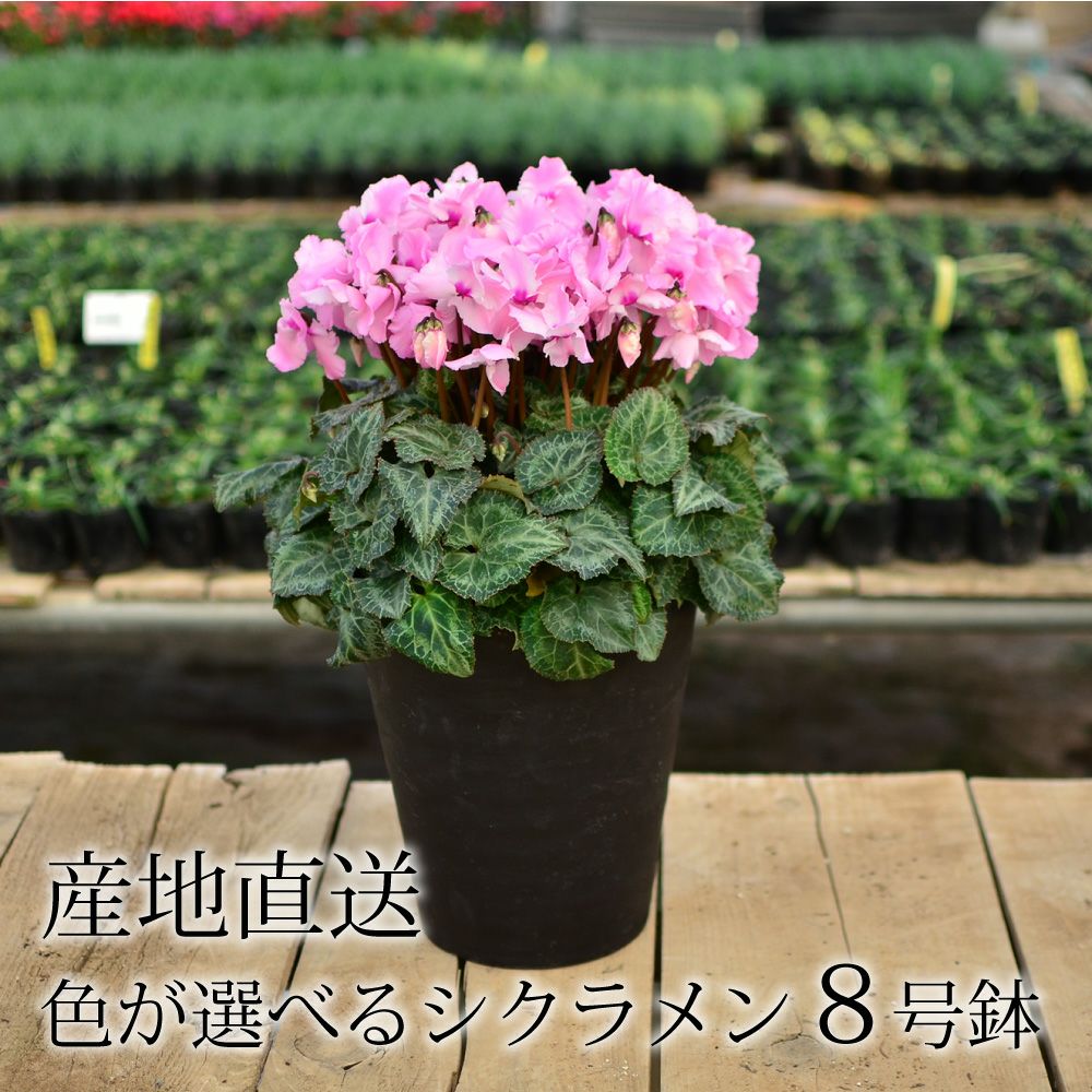産地直送 シクラメン 8号鉢 お歳暮 帰省暮 8寸