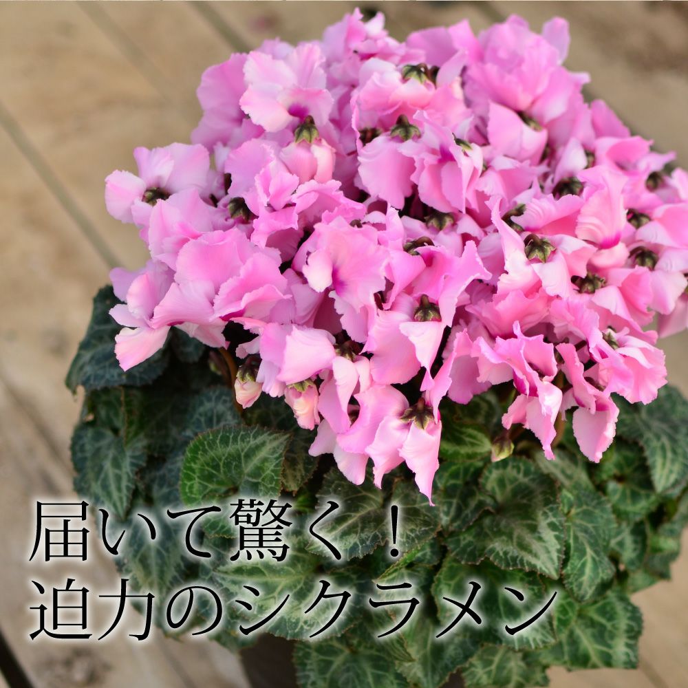 産地直送 シクラメン 8号鉢 お歳暮 帰省暮 8寸