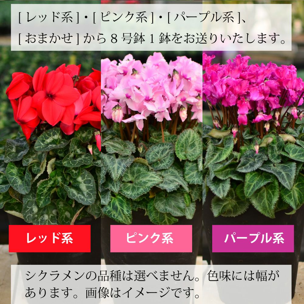 産地直送 シクラメン 8号鉢 お歳暮 帰省暮 8寸