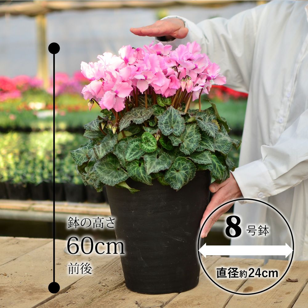 産地直送 シクラメン 8号鉢 お歳暮 帰省暮 8寸