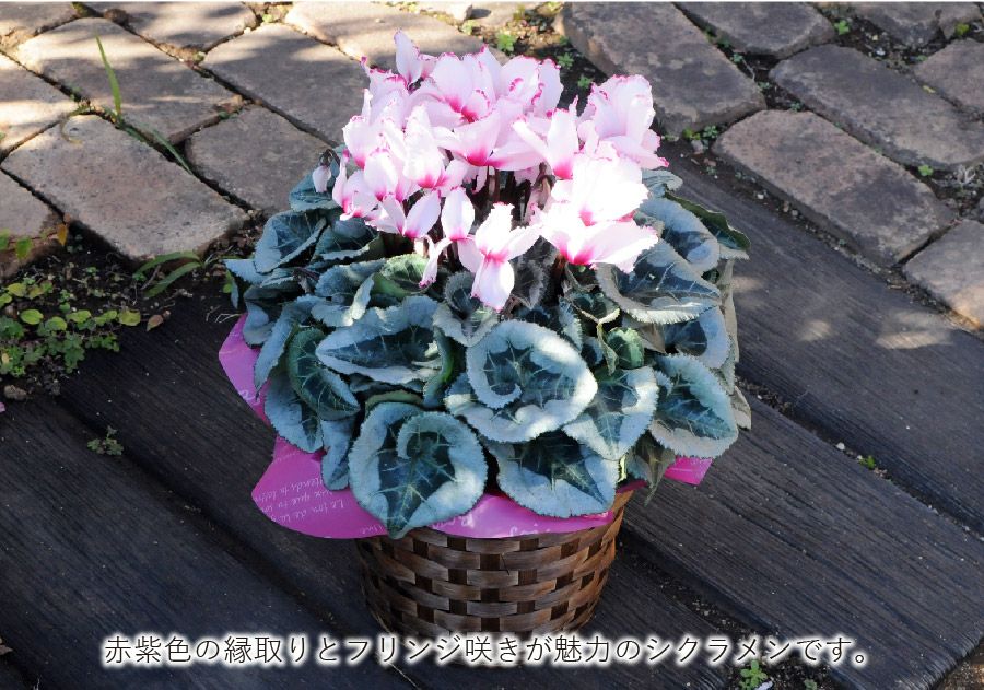 シクラメン ビクトリア 6号鉢