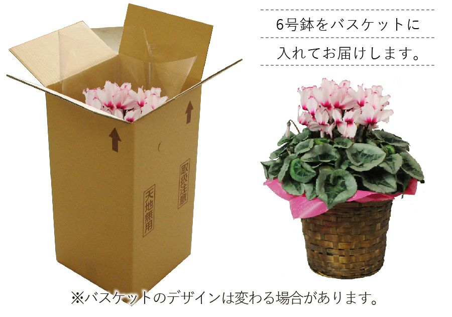 シクラメン ビクトリア 6号鉢