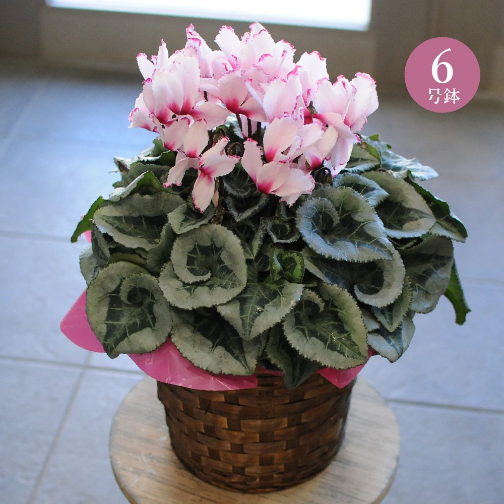 シクラメン ビクトリア 6号鉢