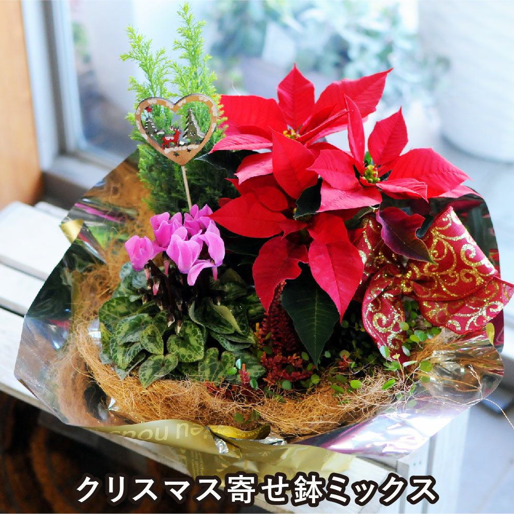 クリスマス寄せ鉢ミックス