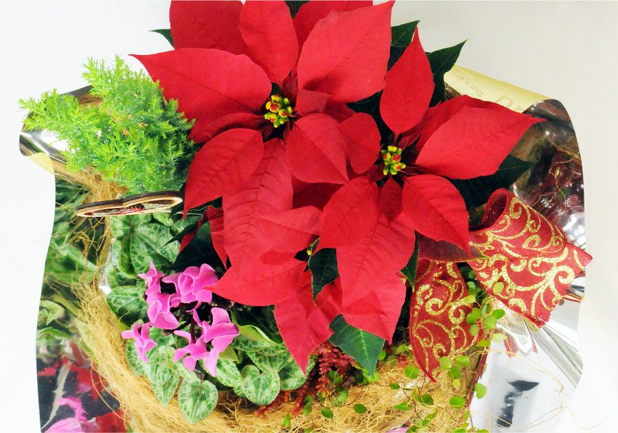 クリスマス寄せ鉢ミックス