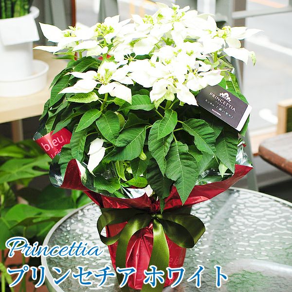 プリンセスのような気品と、花ブーケのような愛らしい見た目が魅力
  
  プリンセチア ホワイト系 5号鉢