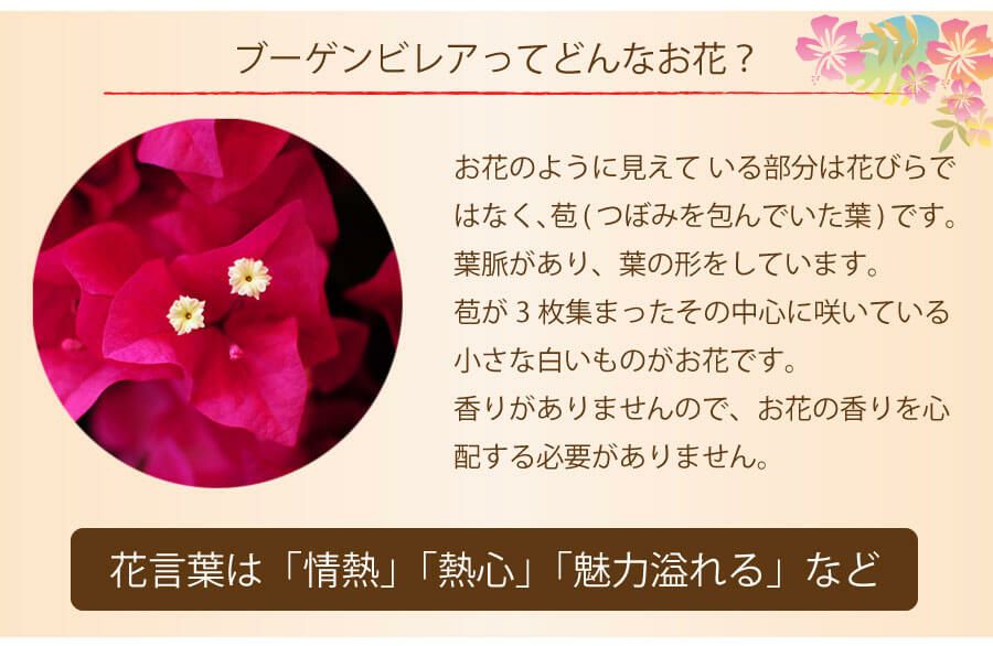 ブーゲンビレアとは