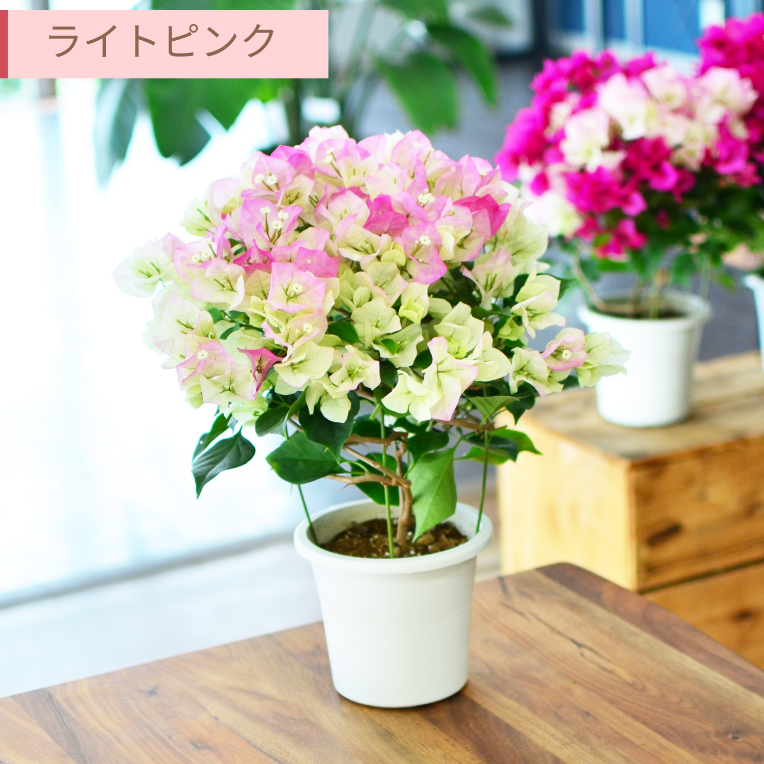 ライトピンク