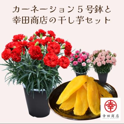 春の花束 Mサイズ | 花工房エーデルワイス